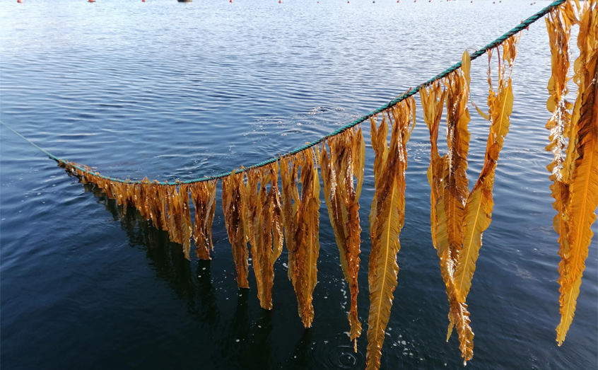 Seaweed farming has may environmental benefits but SAMS will explore public perceptions as part of a new project